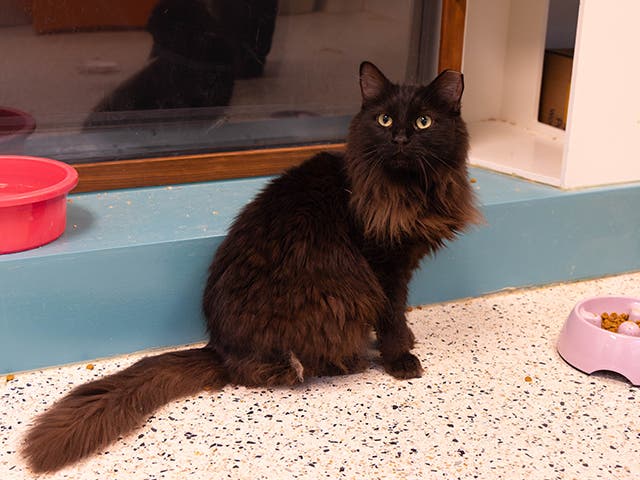 19 Cats Found Living In Squalid Stolen U-Haul Ready To Be Adopted | Los ...