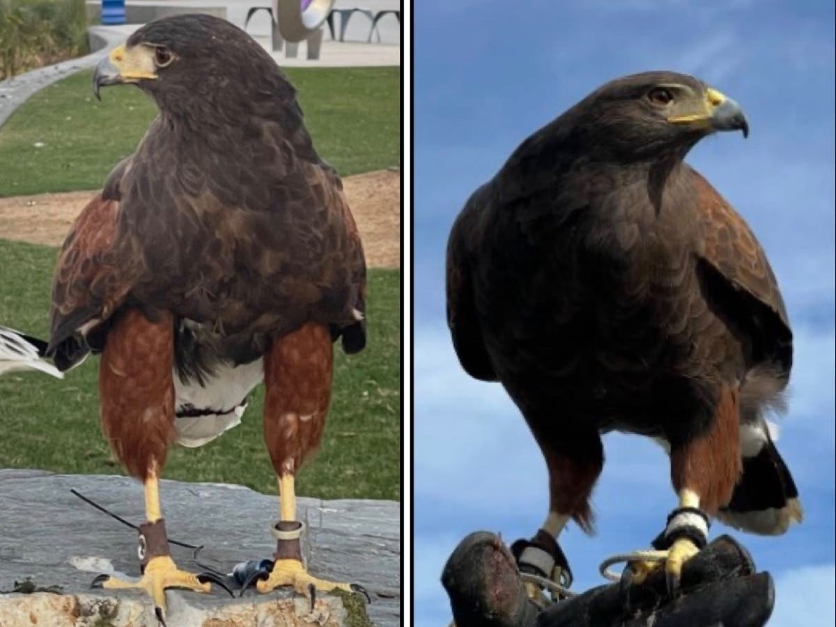 SoFi Stadium Hawks Still Missing, 2 Other Birds Found Dead | Los ...