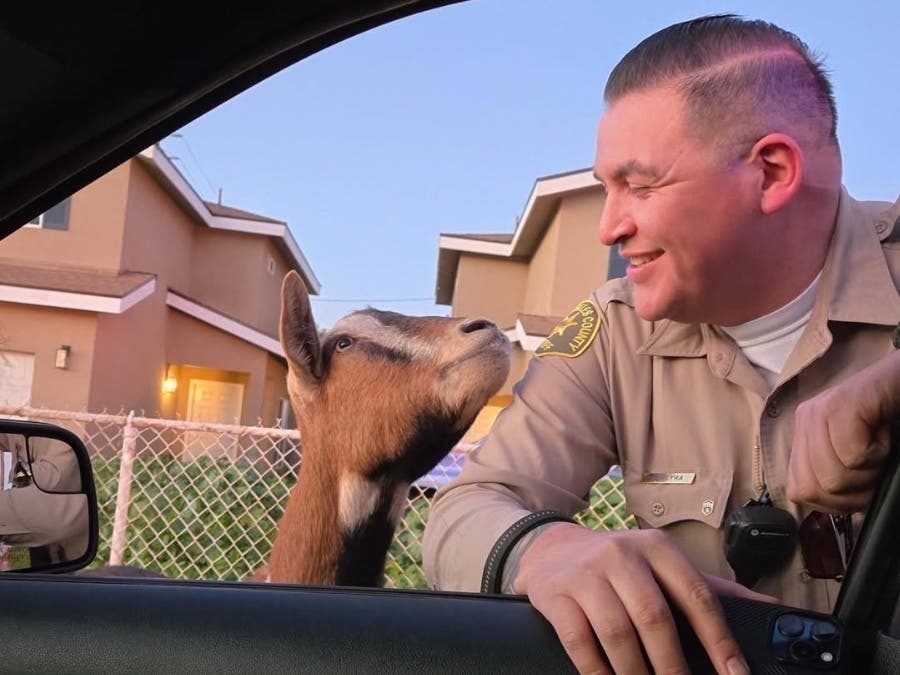 Escaped Goat Rescued From Traffic By LA County Deputies | Los Angeles ...