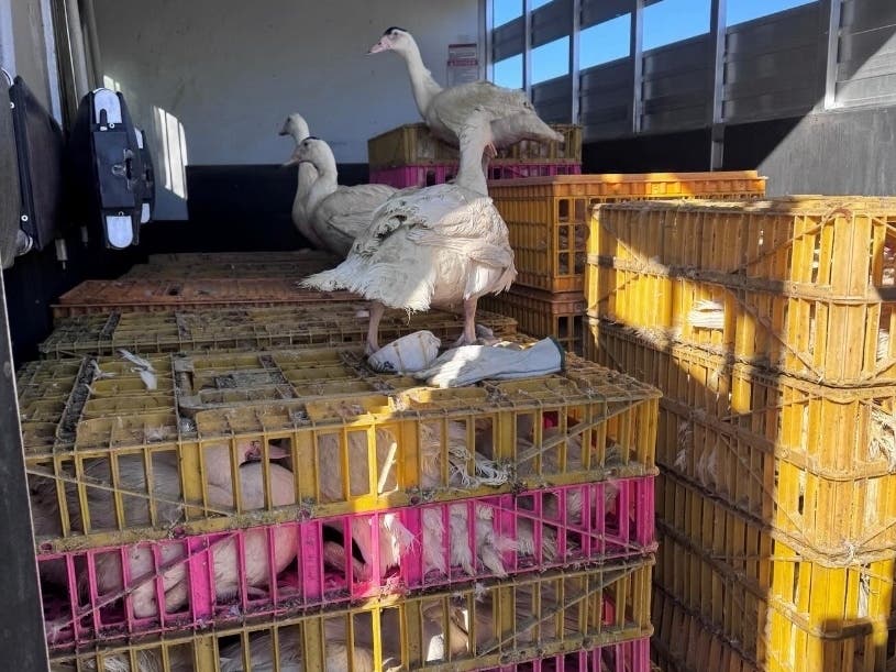 Some 200 ducks were found on a box truck in the Antelope Valley on Wednesday.