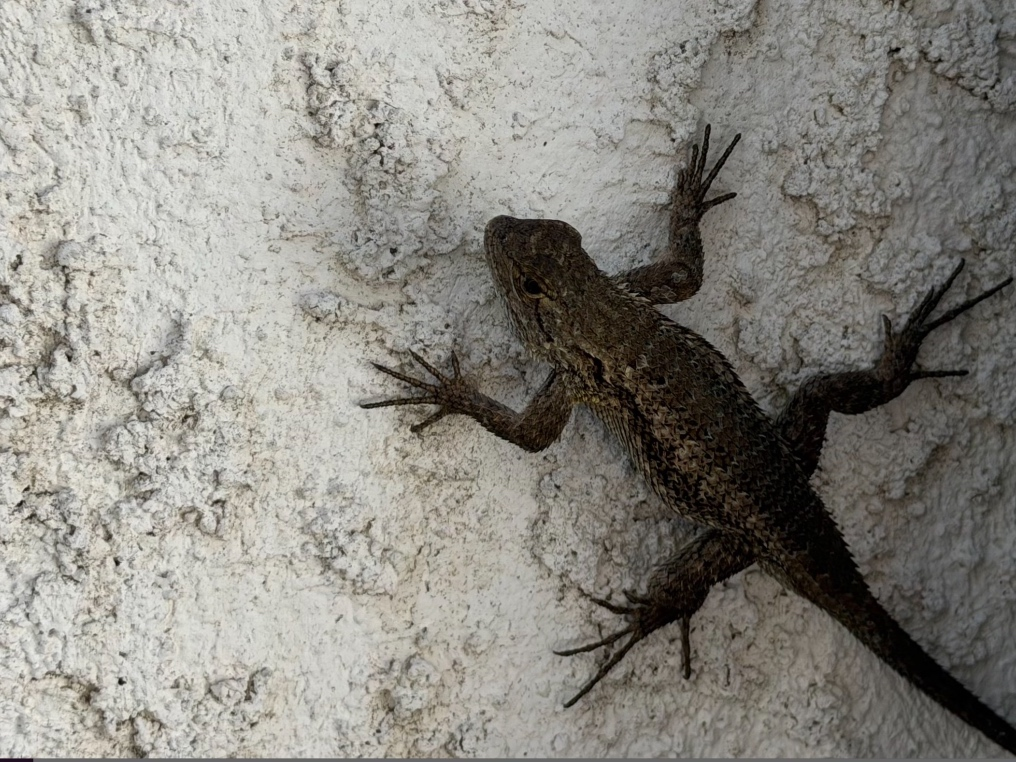 Alligator lizards range in size from about 3 to 7 inches in snout-to-vent length and up to a foot when you include their tail.