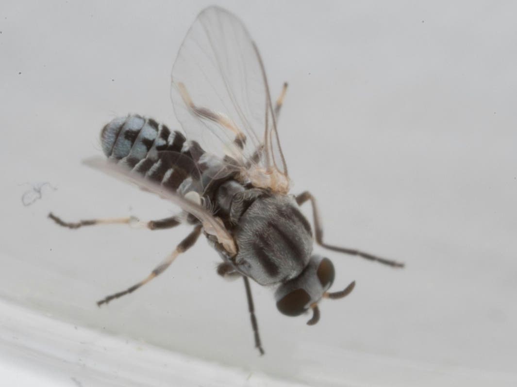 Black flies breed in flowing water, where females lay up to 500 fertilized eggs at a time.