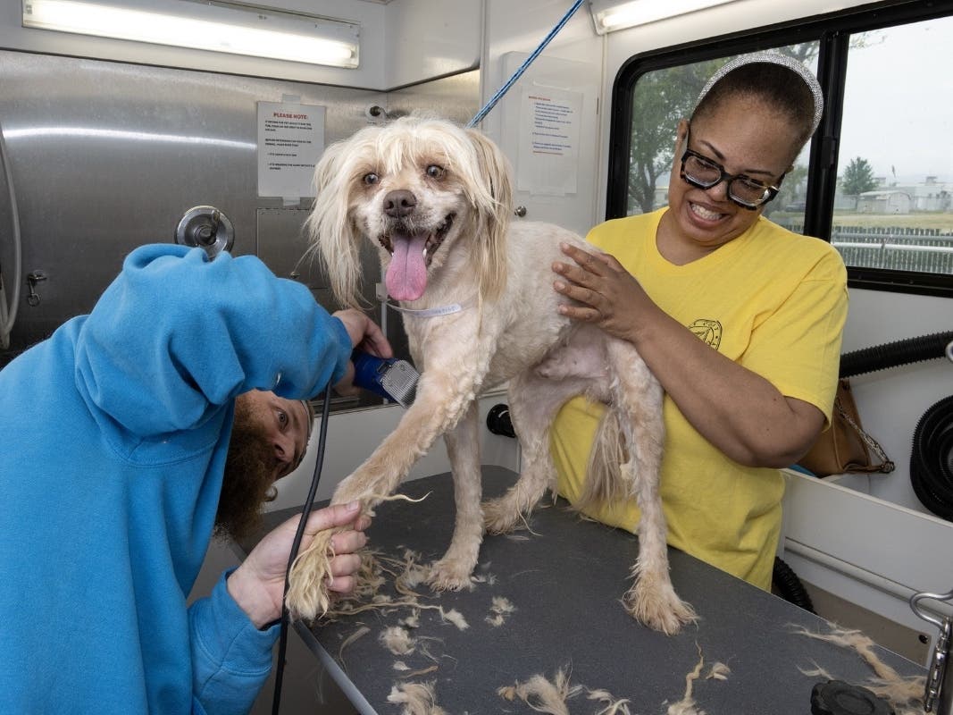 Los Angeles County partnered with West Coast Grooming Academy and Homeboy Industries’ Puppy Fades program to provide urgent grooming services for some of the dogs rescued from the Antelope Valley last month.
