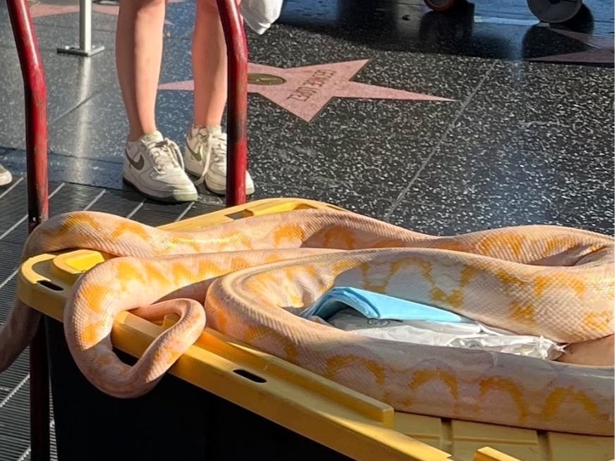 People offering encounters with snakes to tourists are a common sight on Hollywood Boulevard.
