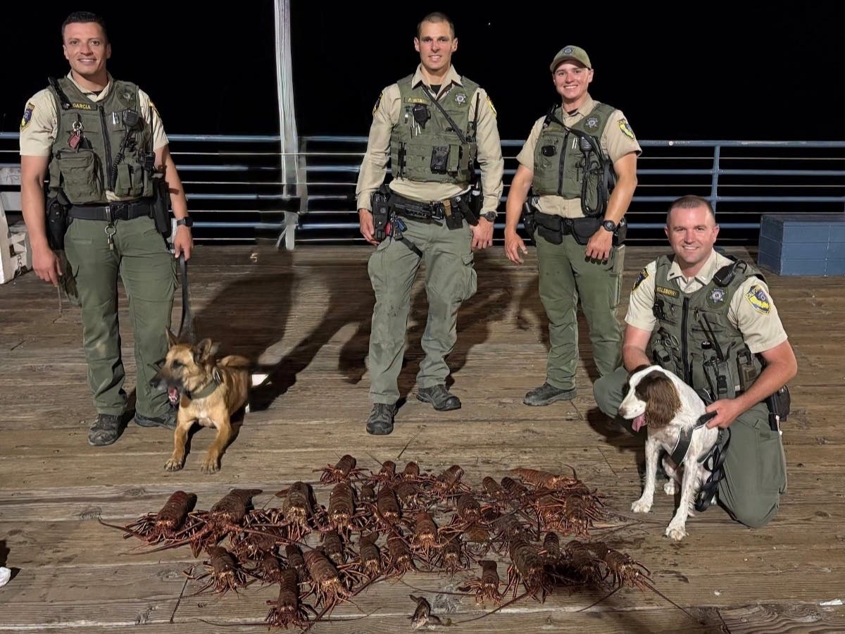 California Department of Fish and Wildlife officers seized 34 illegally caught lobsters and returned them to the ocean alive, authorities said.