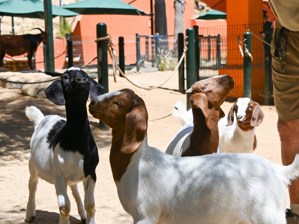 Boer goats originated in South Africa. Their name comes from the Dutch word “boer,” meaning farmer. The breed arrived in the United States in the early 1990s and became popular in agriculture and livestock competitions.