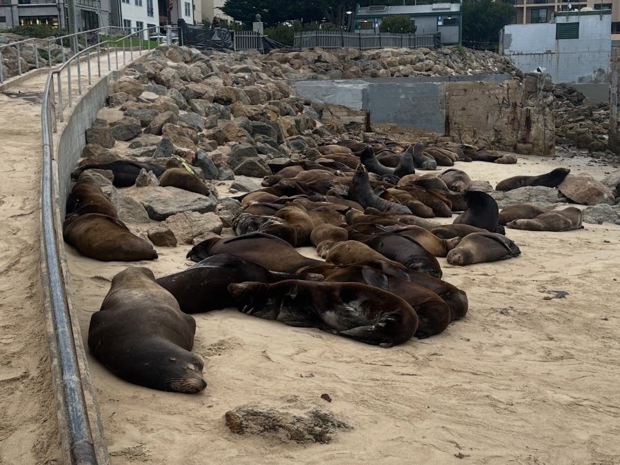 The return of a massive number of sea lions has closed one Northern California beach.