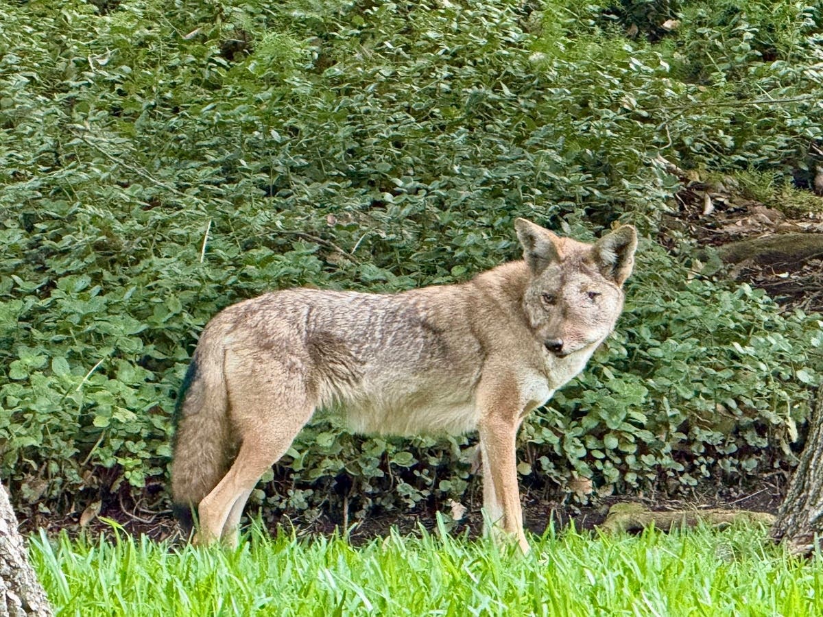 Wildlife Care of Southern California announced Monday that Wendy had been captured after weeks of tracking her movements with help from residents and other rescue groups.