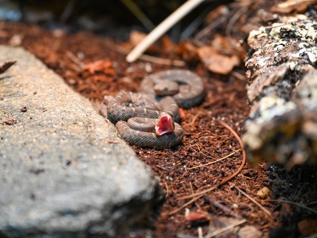 A litter of five New Mexico ridge-nosed rattlesnakes was born Aug. 18, followed by a single neonate born Monday, the zoo announced Tuesday.