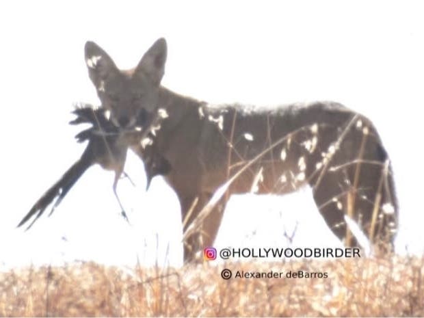 Bird enthusiast and photographer Alexander deBarros captured a photo Aug. 29 of a coyote with a roadrunner in its mouth.