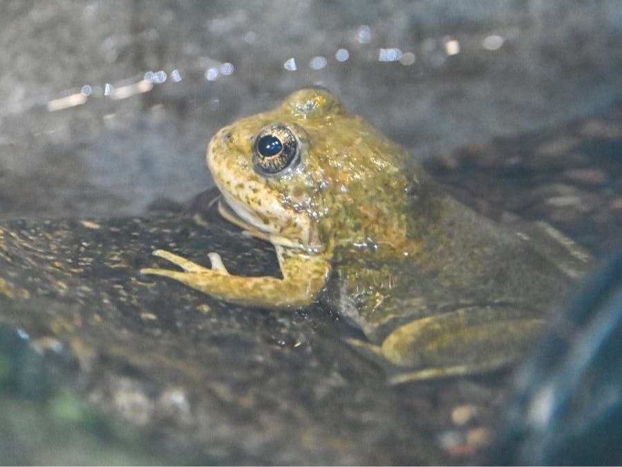The frogs generally grow to about 1.5 to 3.25 inches long. Adults can be brown, yellow, gray, red or greenish-brown, often with dark markings that help camouflage them against moss and lichen.