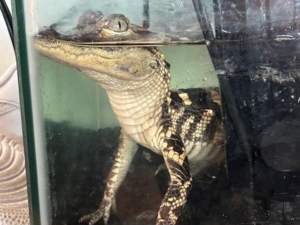 A small alligator found inside the apartment was taken by agents with the U.S. Fish and Wildlife Service, according to prosecutors.