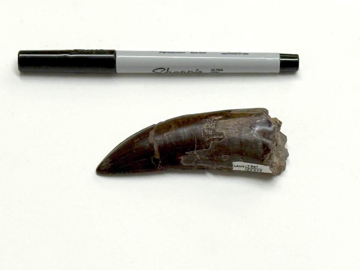 One of the T. rex teeth, provided by the Natural History Museum of Los
Angeles County, used to measure the body temperature of T. rex. Sharpie for scale.