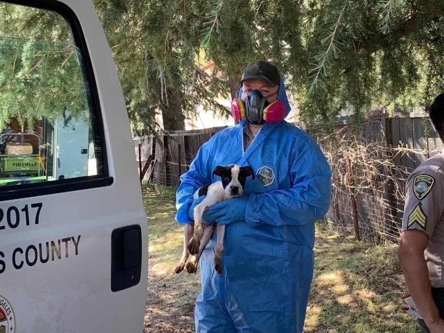 Dozens of staffers from the county Department of Animal Care and Control and other organizations rescued 250 dogs and 66 cats from an Antelope Valley property in March.