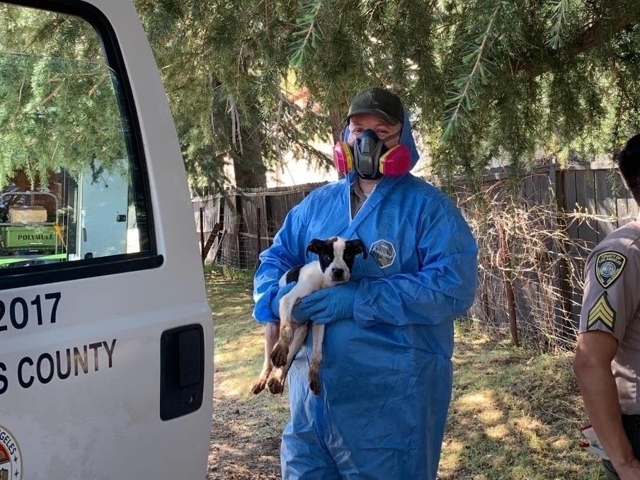 Dozens of staffers from the county Department of Animal Care and Control and other organizations rescued 250 dogs and 66 cats from an Antelope Valley property in March.