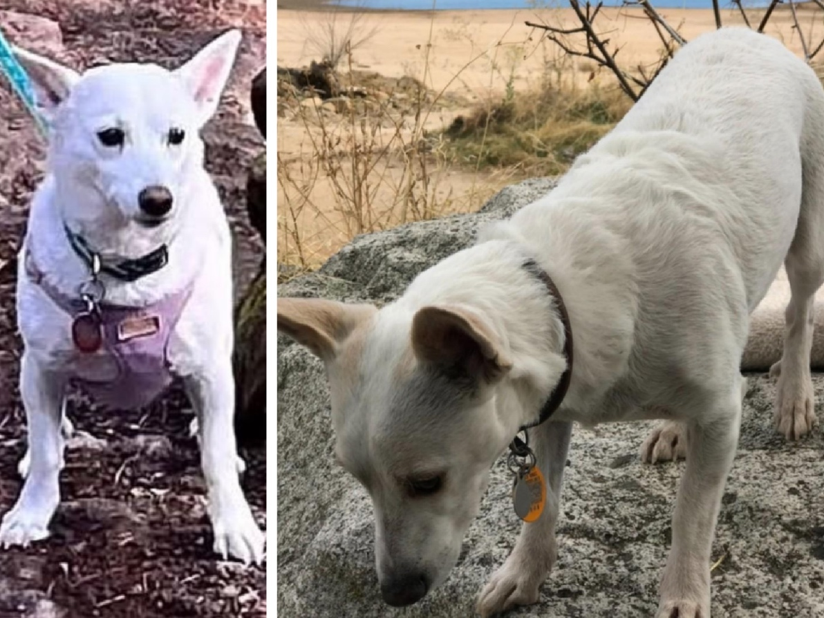 California News Roundup Includes Escape, Lost Dog and Ballot Dispute