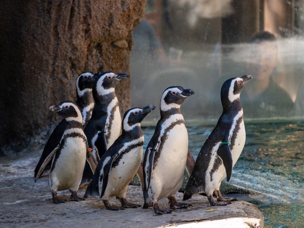 Native to the coasts of Argentina, Chile and the Falkland Islands, Magellanic penguins are known for their black-and-white feathers and two distinctive black bands across their chests.