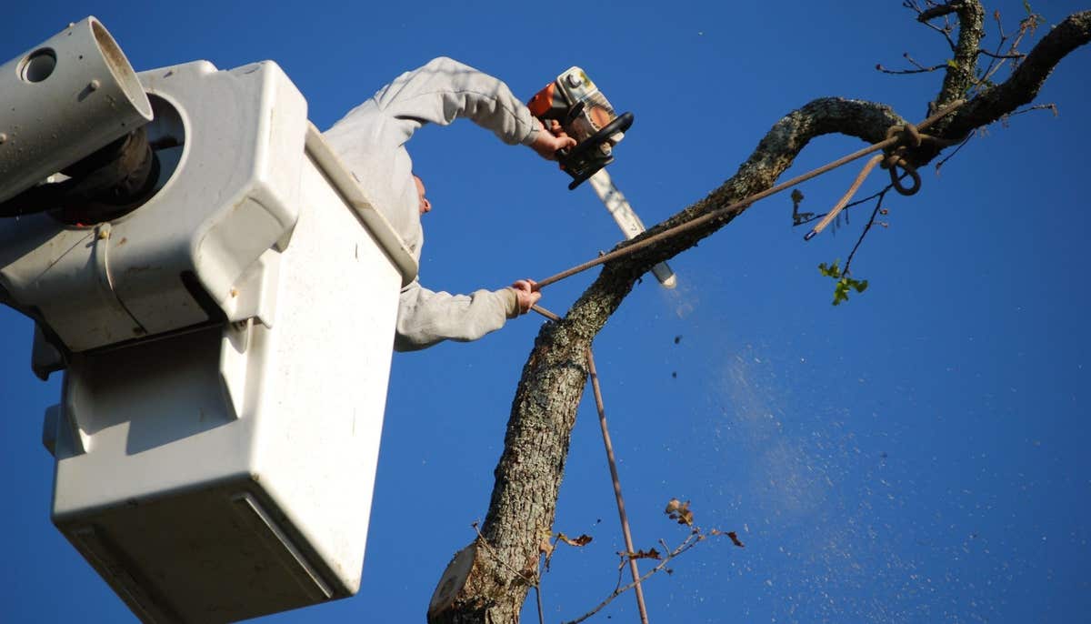 O'Brady's Tree Removal Solutions