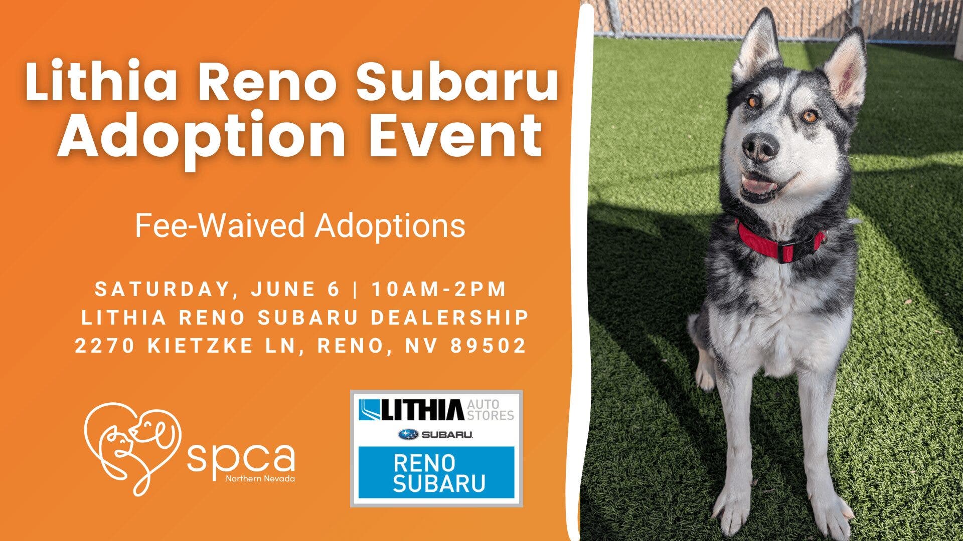 SPCA-NN & Lithia Reno Subaru's Fee-Waived Adoption Event