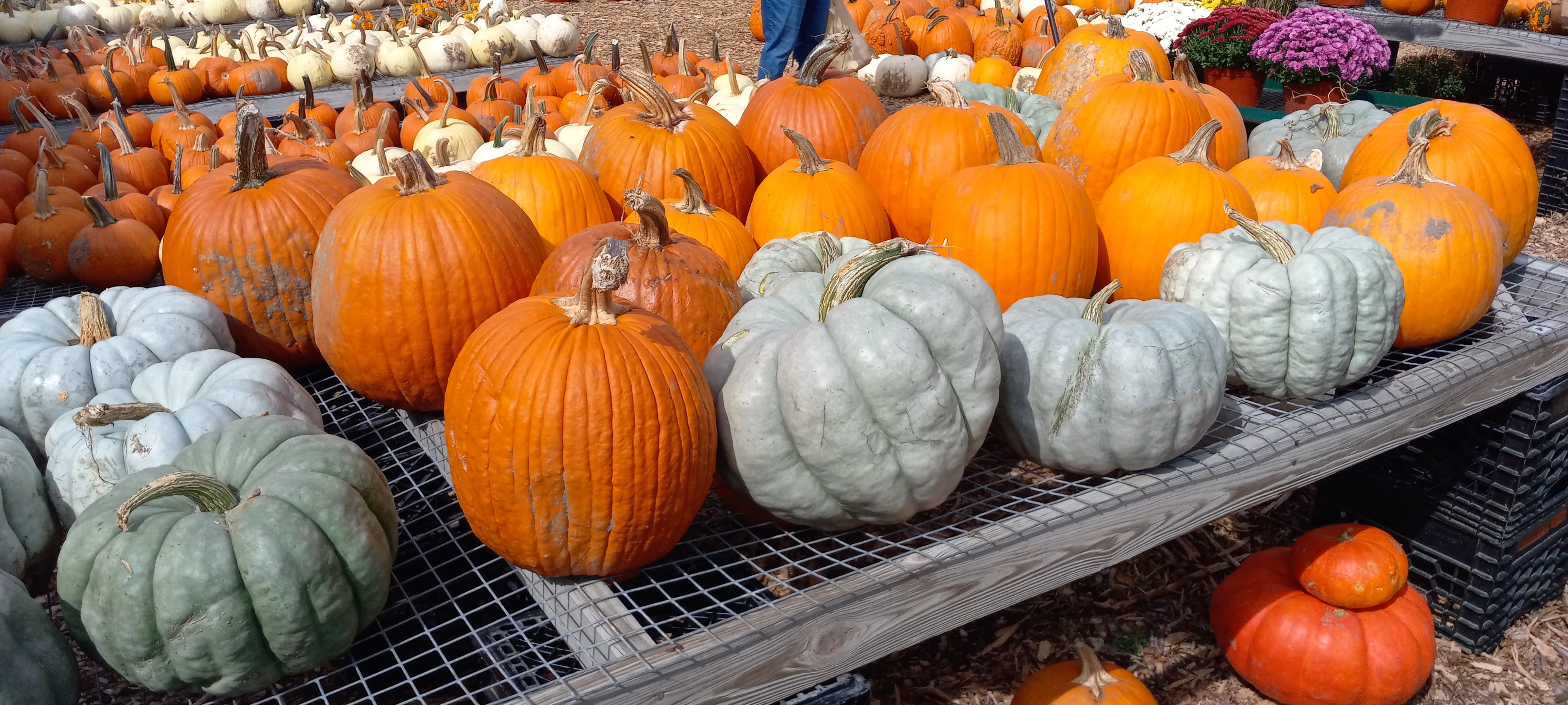 St Ann's Harvest Raffle with Celtics Tickets, Nov 22, 2026