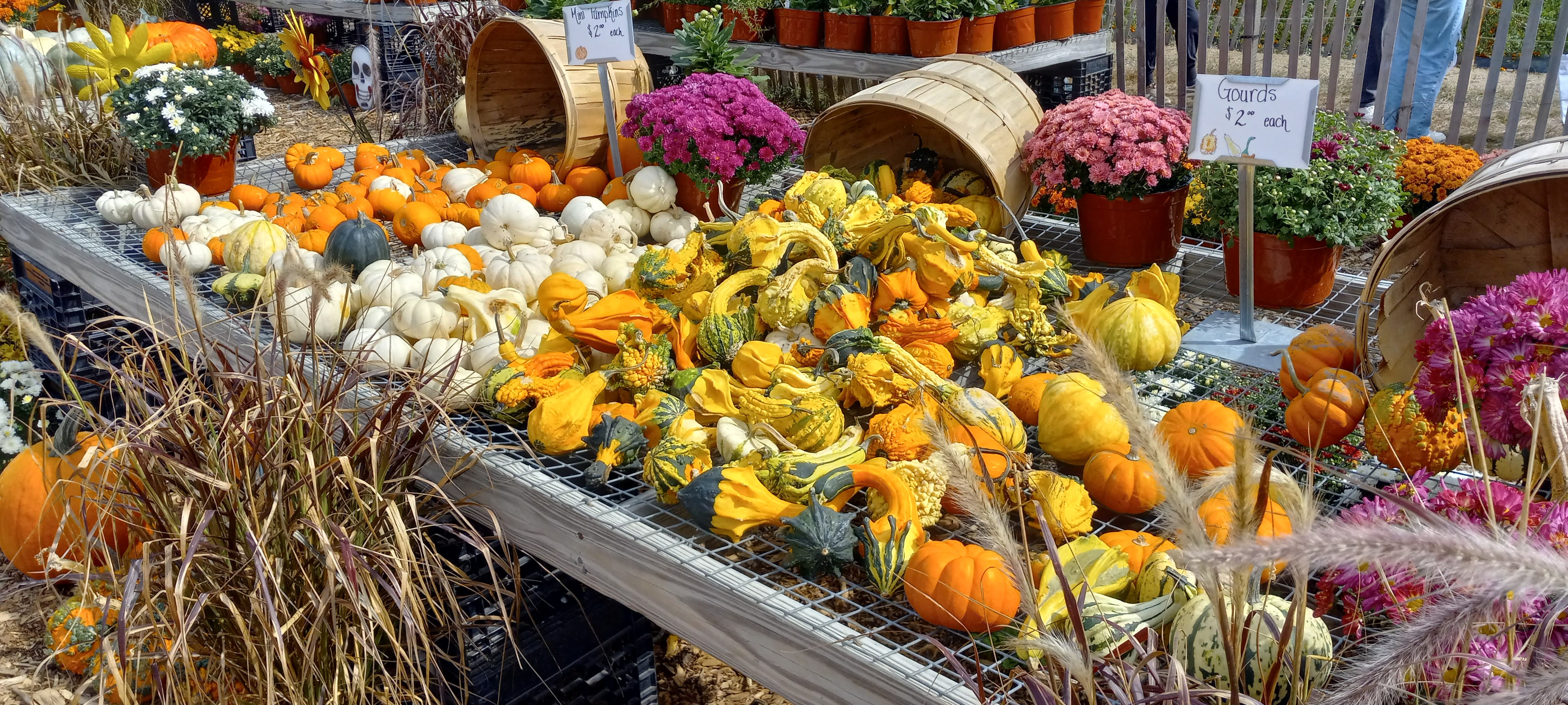 Harvest Raffle with Celtics Tickets, Nov 22, 2026