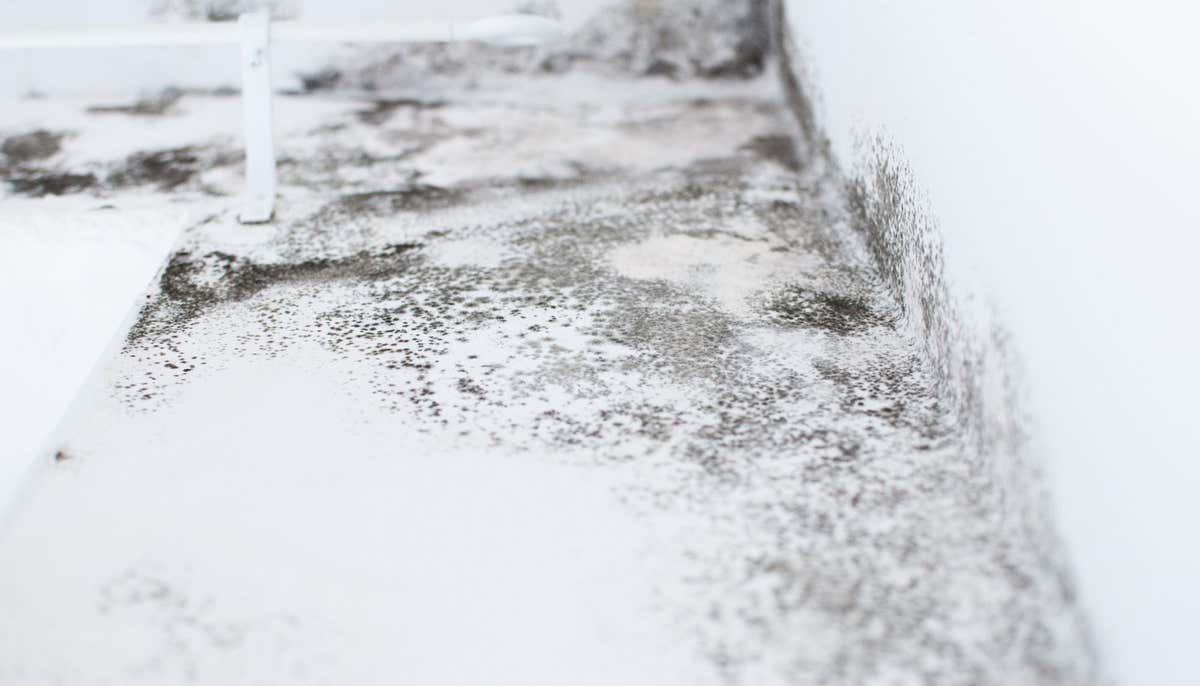 Springfield MO Mold Inspection