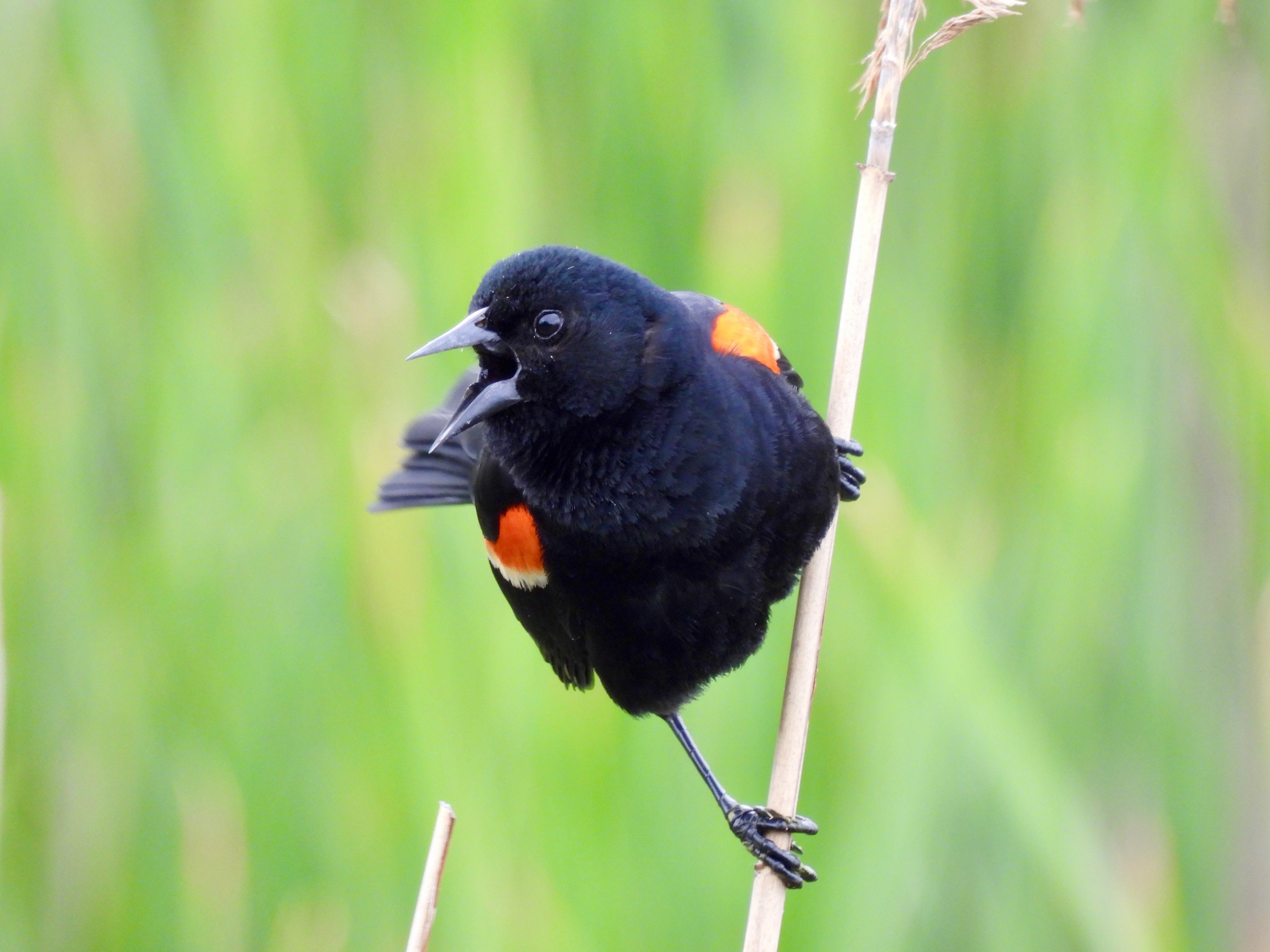 North Fork Audubon Presents: Tuesdays with Tom