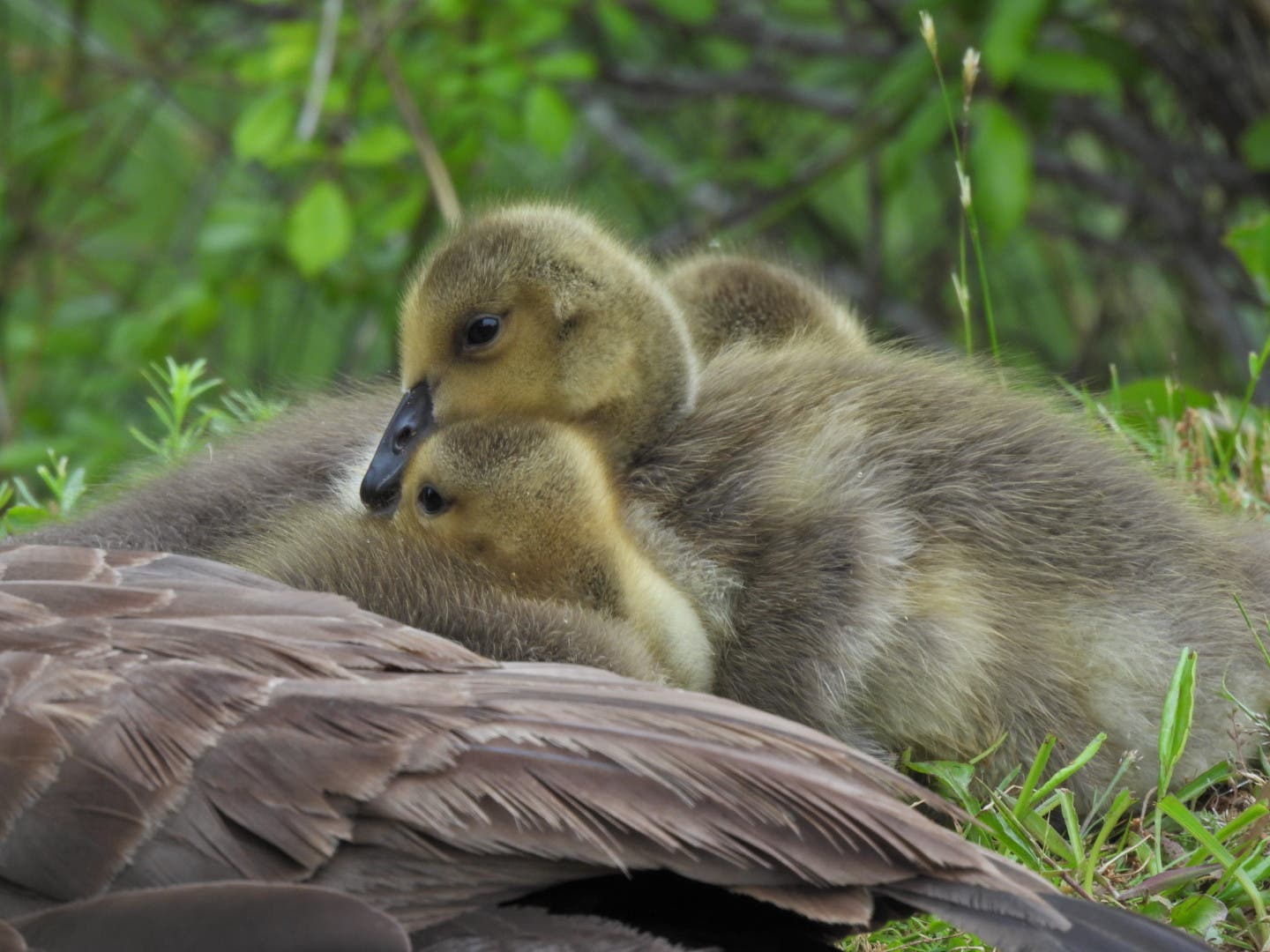 North Fork Audubon Presents: Friday Morning Birders