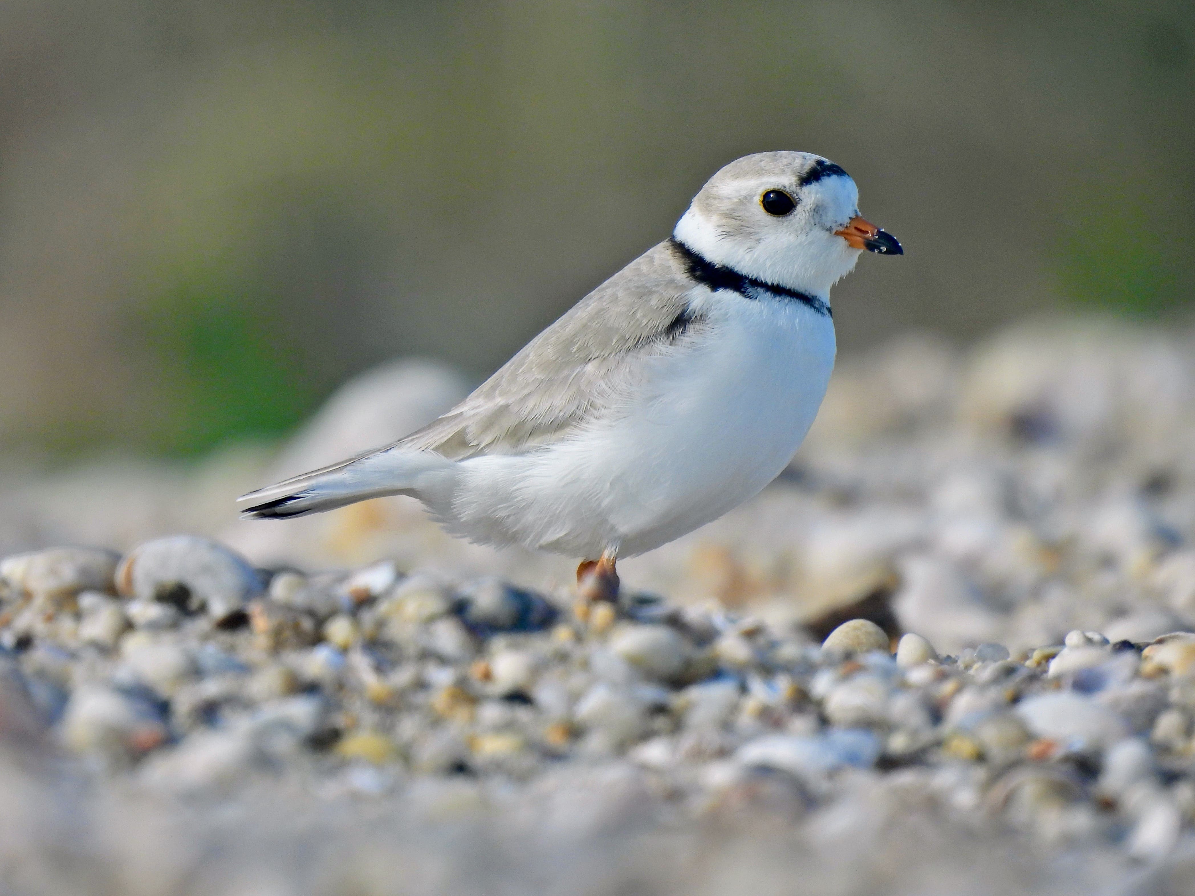 North Fork Audubon Presents: Tuesdays with Tom