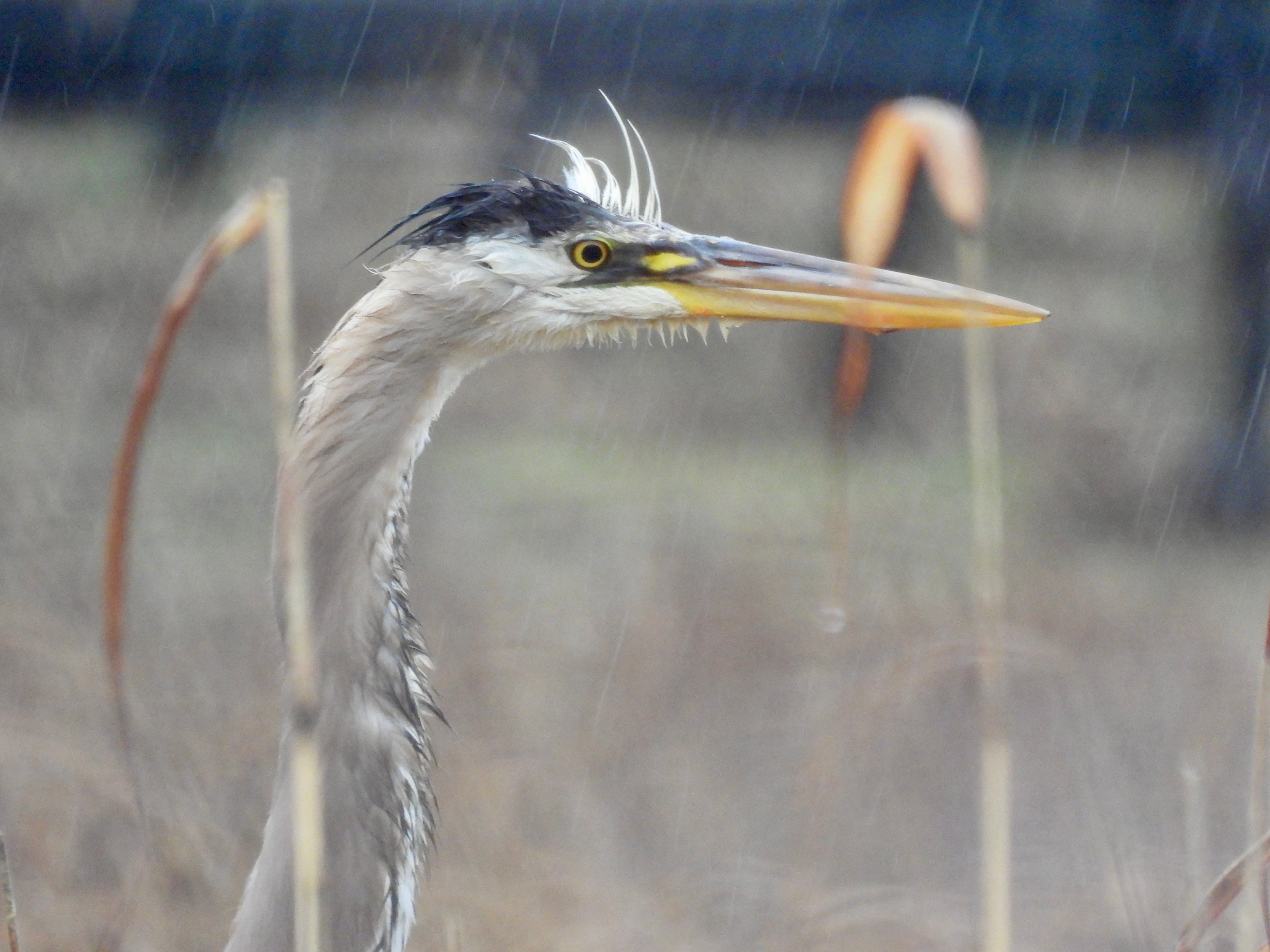 North Fork Audubon and SoFo Natural History Museum Joint Bird Walk