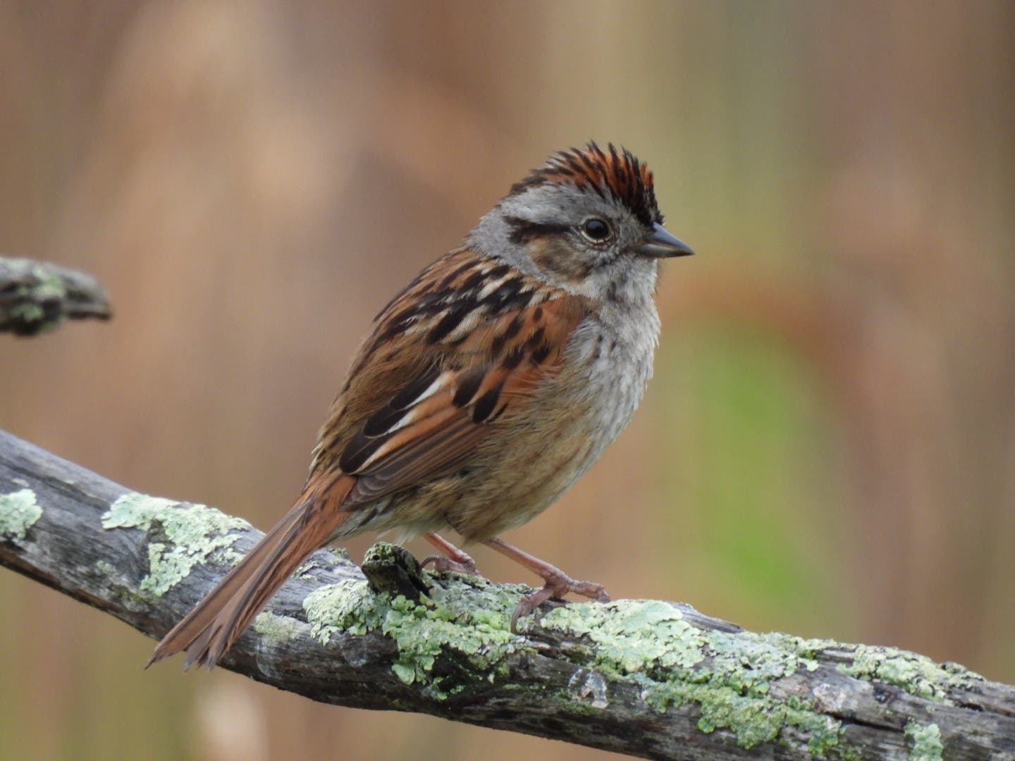 North Fork Audubon Presents: Beginner Birder with Tom Damiani