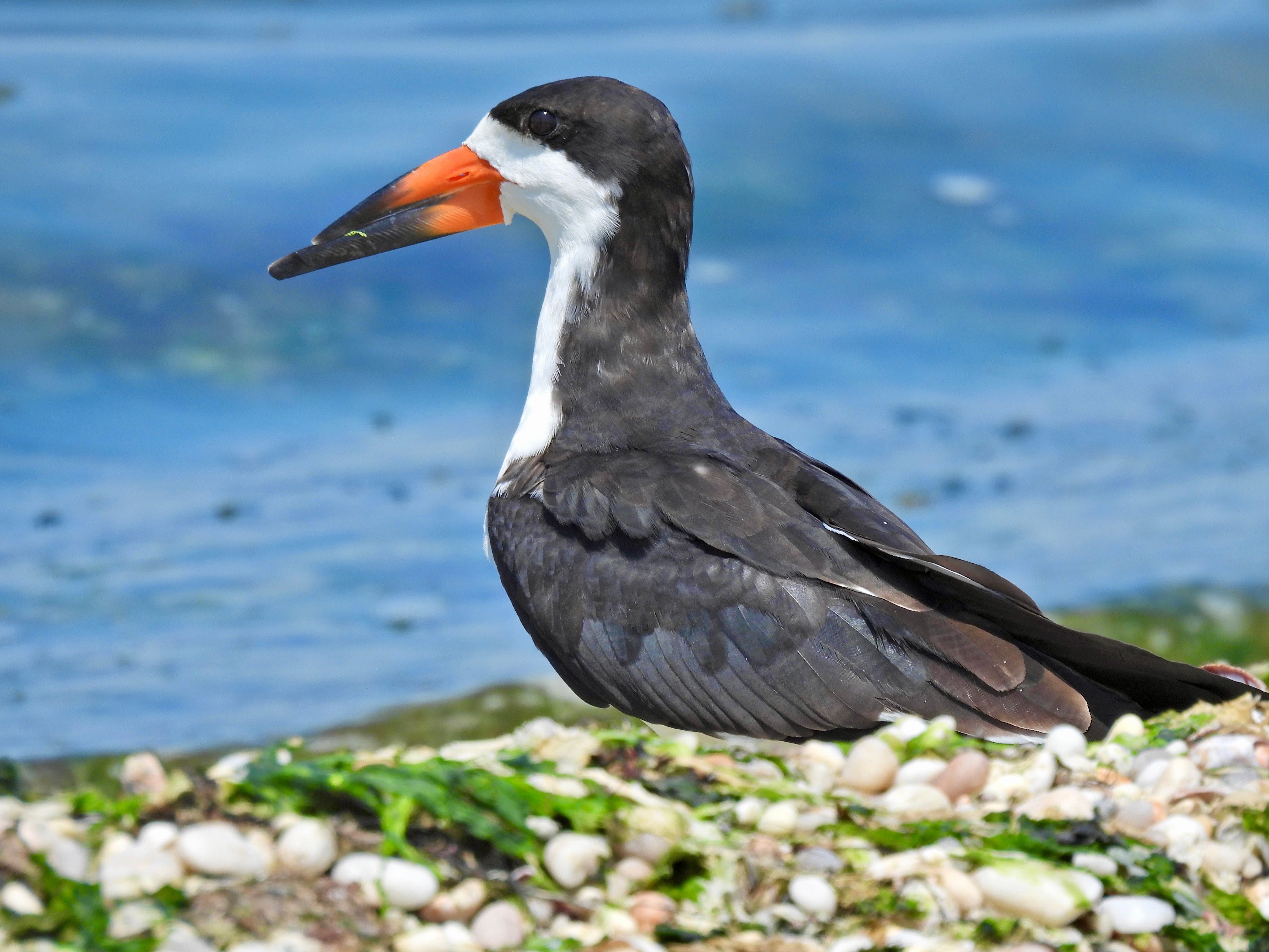 North Fork Audubon Presents: Beginner Birder with Tom Damiani