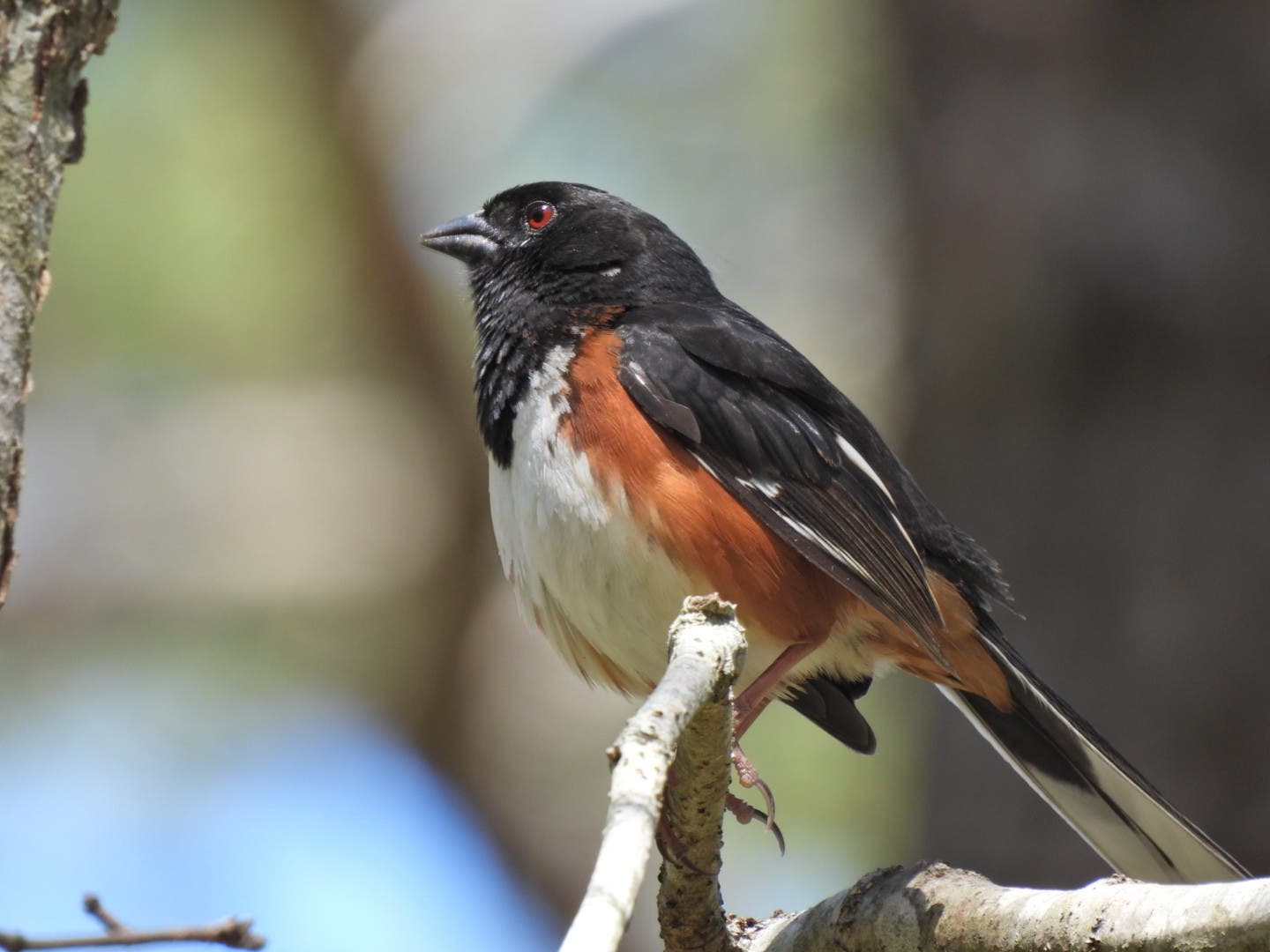 North Fork Audubon Presents: Beginner Birder with Tom Damiani