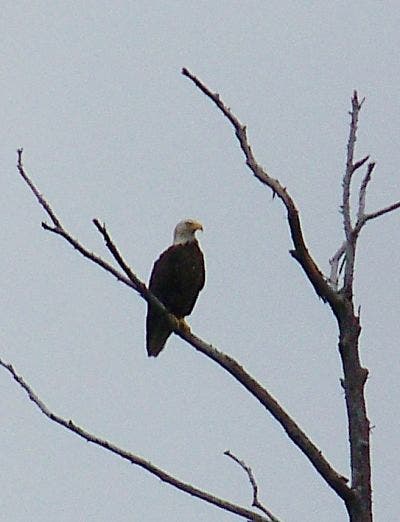 Birding River Cruise Aboard Wilmington Water Tours