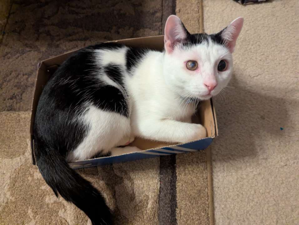 Found young male cat