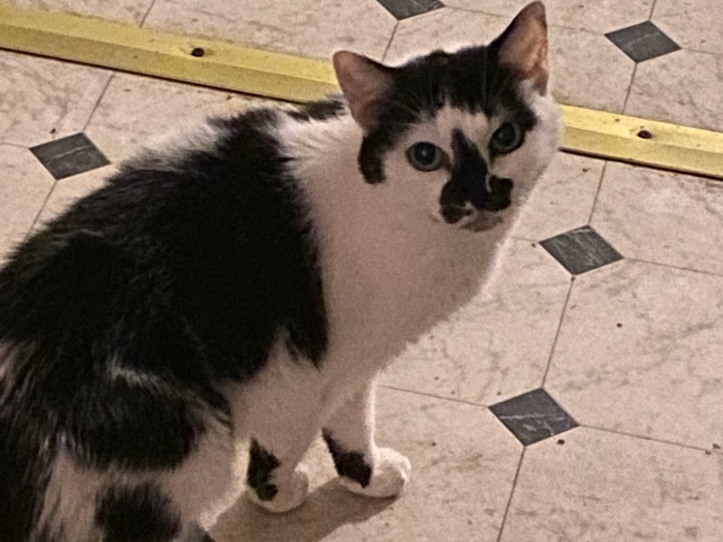 Apr 2 Animal Fundraiser/Tag Sale Branford, CT Patch