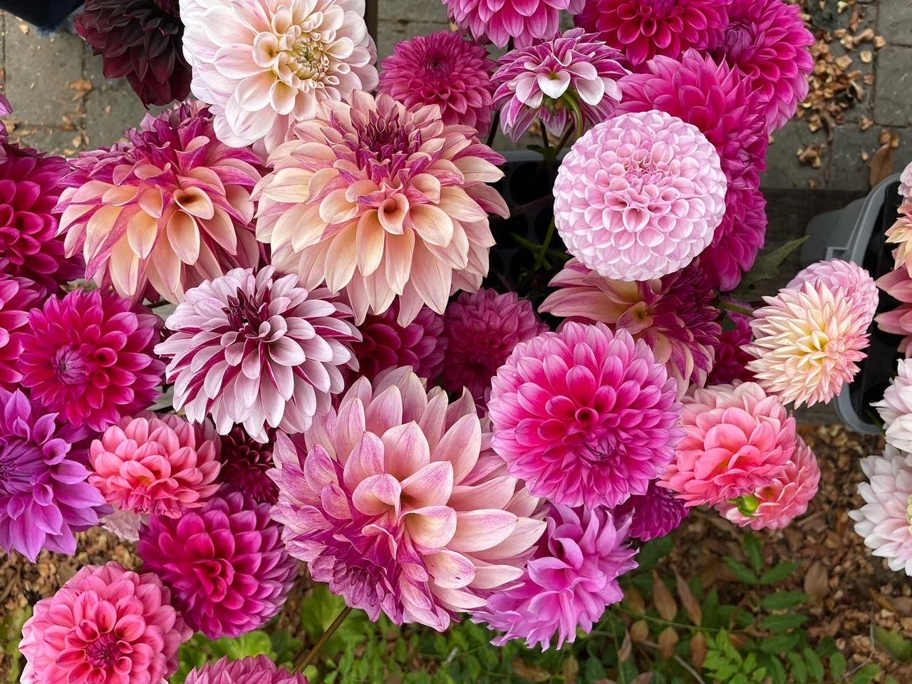 Dahlia Show