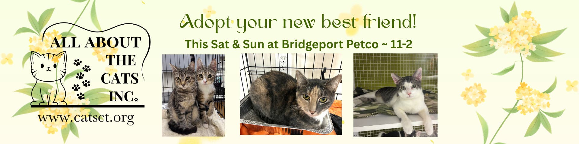 Bridgeport Petco Cat Adoptions 11-2