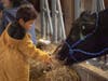 David Hung feeds a cow during Rutgers Day 2023 at College Farm on Cook Campus.