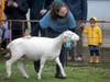 A young woman guides a sheep at College Farm on Cook Campus during Rutgers Day 2023.