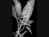 This 3D model of the endangered plant Helonias bullata (swamp pink) was generated using a custom software tool.
