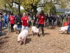 There will be animal handling and fitting shows of pigs, cattle, sheep, goats and horses at the Red Barn on College Farm Road.