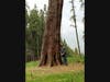 Evan Charles Keeton leans on a large tree at the Alishan National Forest Recreation Area in Taiwan.