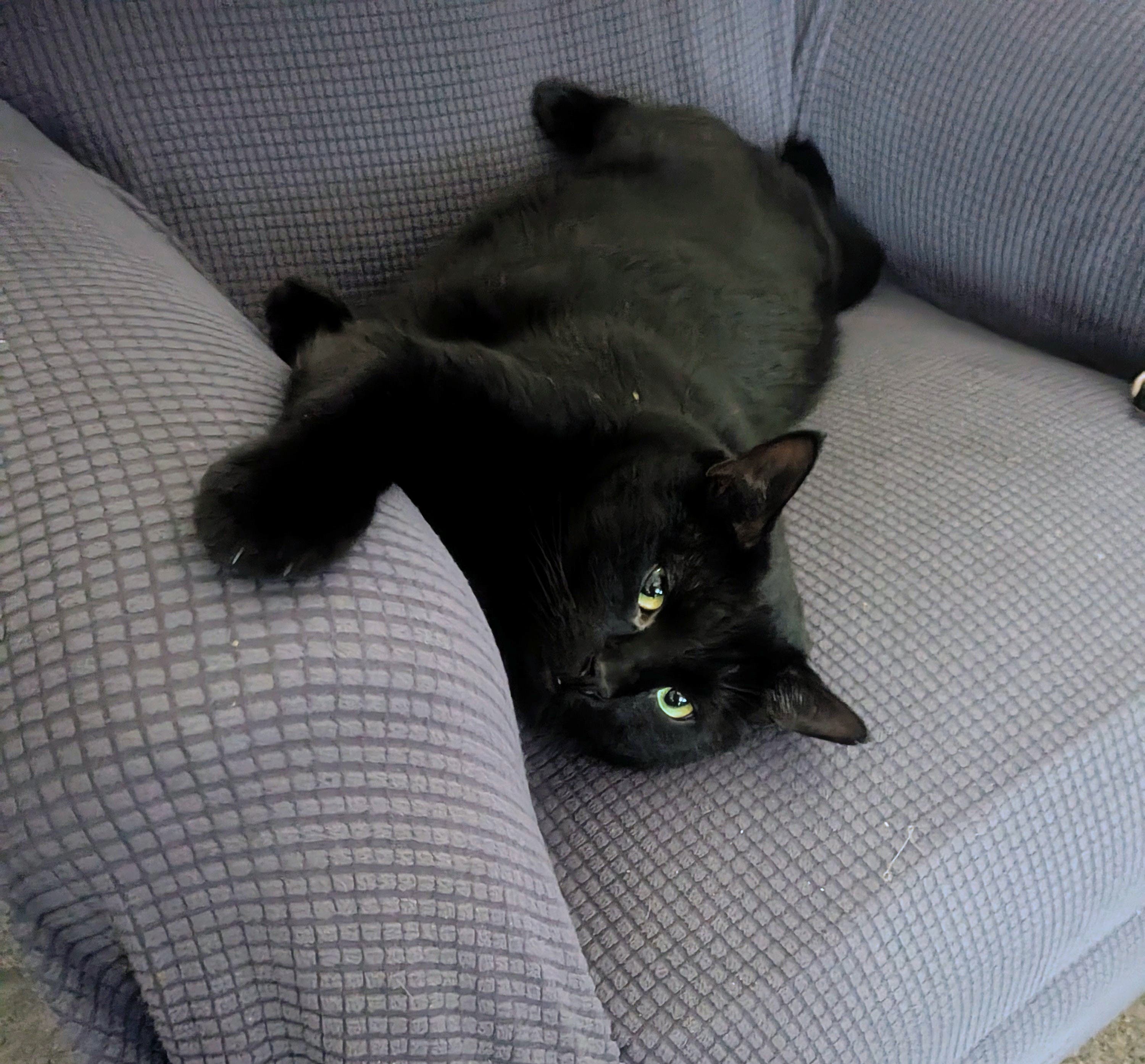 Missing my cat