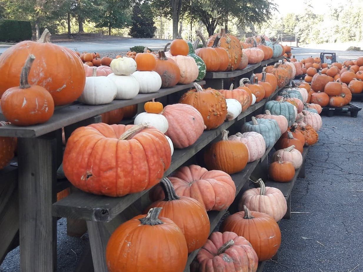 Pumpkin Patch