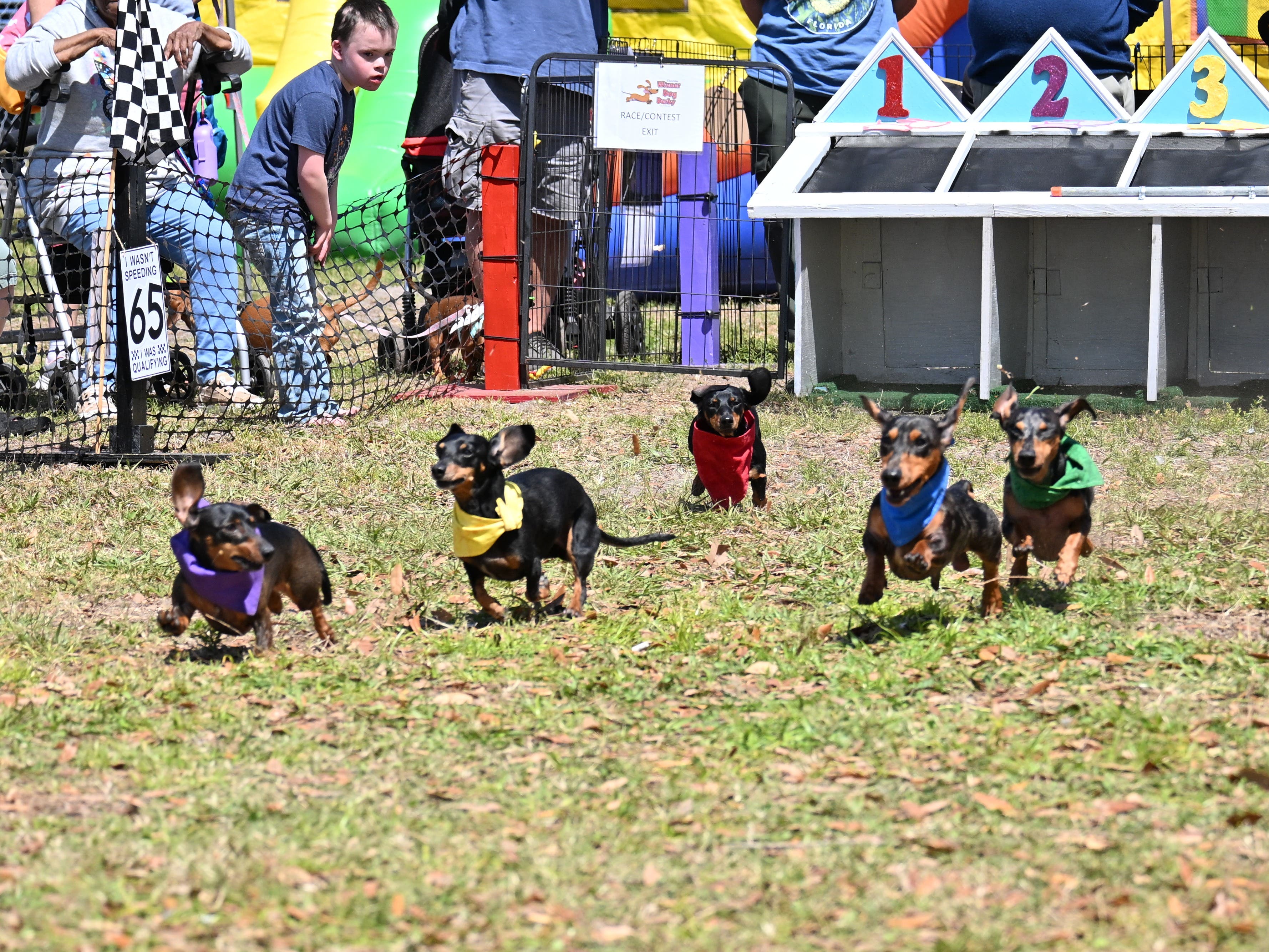 Florida Wiener Dog Derby XV -Jurassic Bark- with Riverfest Tampa
