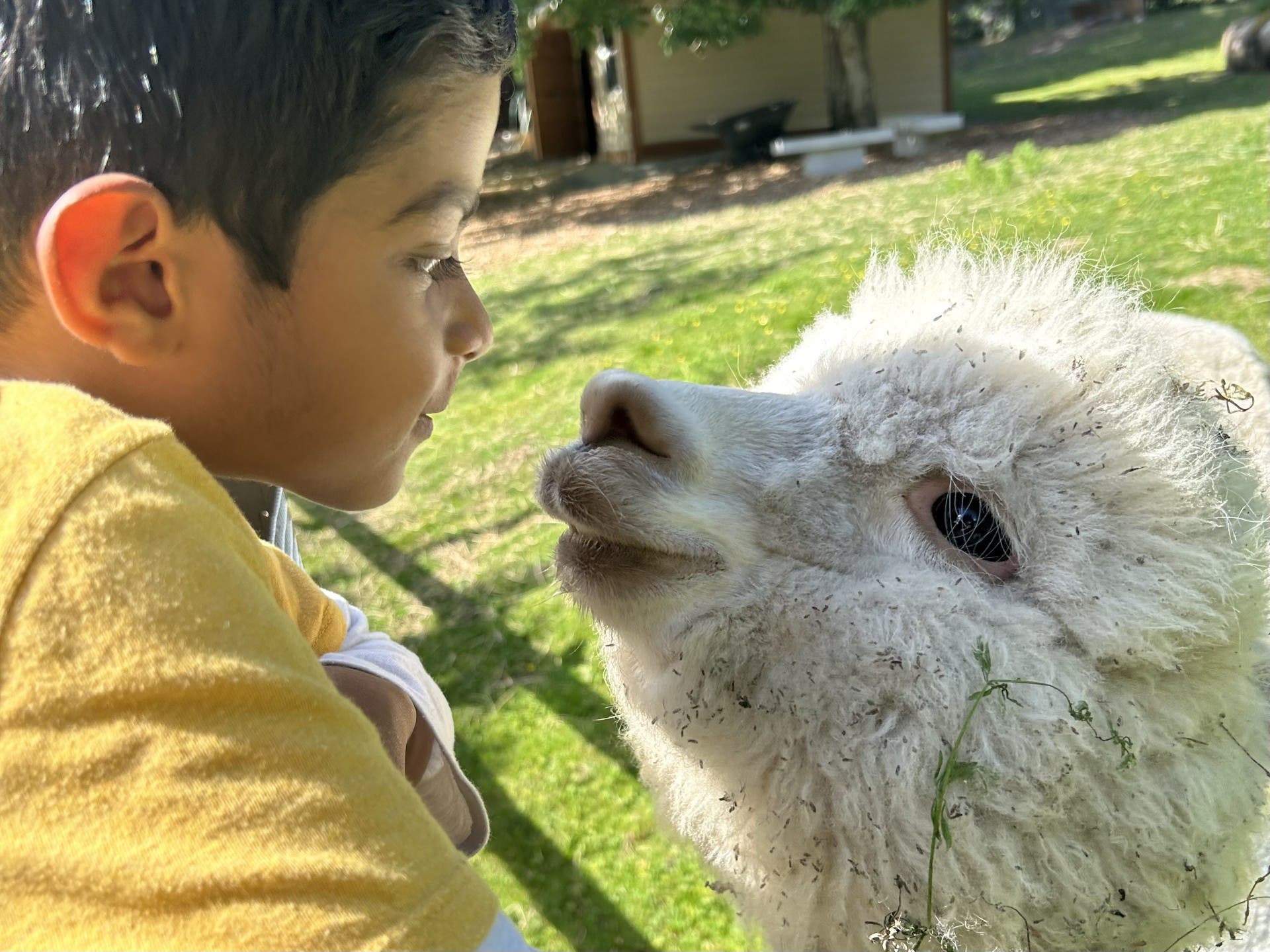 Open House - Little Green Acres Farm