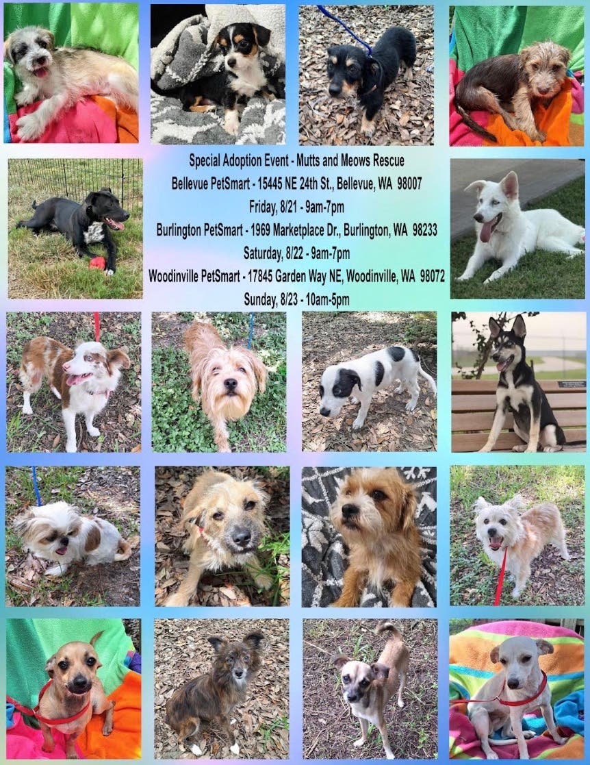 Dog & Cat Special Adoption Event