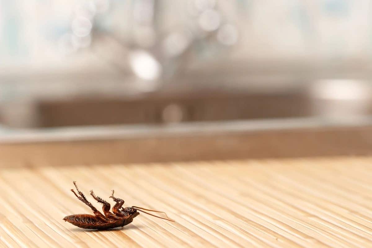 Z-Pro Pest Control