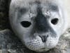 Your support will help us keep beaches clean and healthy for harbor seals and other marine life. https://www.shawinstitute.org/donate